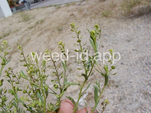 pepperweed, sand